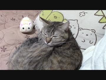 拾いねこ＠生後2016/1983日目　突然のぴーどうかお許しいただきたい。