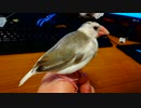 文鳥が毛づくろいするだけ