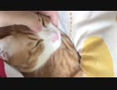 甘える子猫