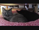 【Jean & Pont 822】保護猫一時預かりで１日３回行われるイベント