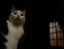 おらほの猫ら ～夜の運動会～