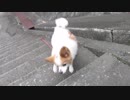 階段を昇り降りするワンコ（パピヨン）