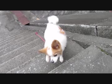 階段を昇り降りするワンコ（パピヨン）