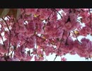 Flowering Tree　板橋英希