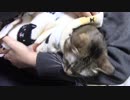 拾いねこ＠生後2017/1984日目　職務放棄つきさん？