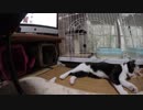 【Jean & Pont 823】保護猫兄弟の母あんずちゃんが一瞬ケージを出た