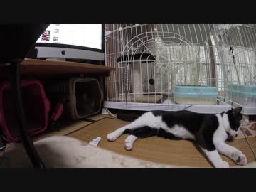 【Jean &amp; Pont 823】保護猫兄弟の母あんずちゃんが一瞬ケージを出た