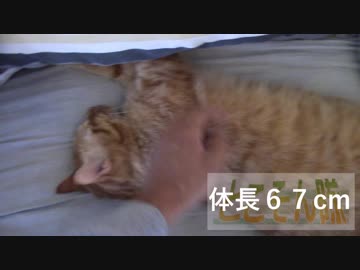 ねこねこがやってきた part１８