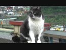 台湾の猫の村に行ってきた①【猴硐猫村】