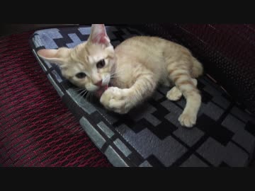 油断したすきに椅子ジャックされました