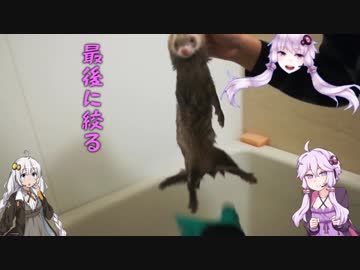 ゆかりさんのたぬたぬ育成日記その3