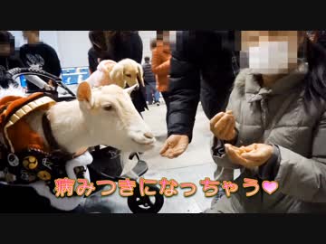 ヤギのくちびるに病みつきになる人々