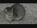 台湾の猫の村に行ってきた②【猴硐猫村】