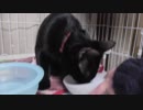 【Jean & Pont 827】保護猫のみんなぁ～ジビエのおやつだよ！