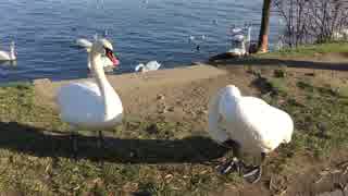 White Swan Near Body of Water　石川秀馬