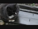 台湾の猫の村に行ってきた③【猴硐猫村】