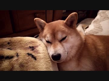 うちの、膝を枕に甘える柴犬くん