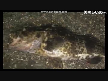 2017-10-29 　尺サイズのロックフィッシュ　HITシーン