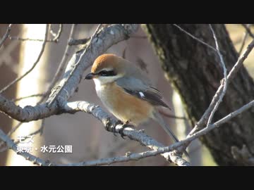 【鳥さんぽ】2017正月【カワアイサ他】