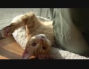 日向ぼっこ子猫