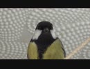 Close-Up Video Of Bird　坂本勝直