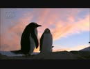 ジェンツーペンギンと南極の夕景　菅原一秀