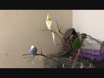 放鳥中のインコ達を撮ってみた