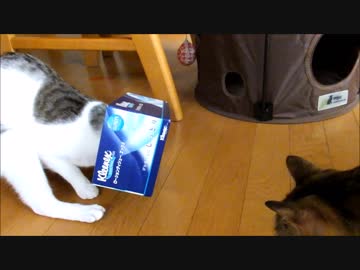 ティッシュの箱の中のカリカリがドオオオオしても食べたくて