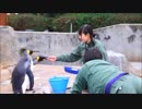 【東武動物公園】2018/1/17 ねもとおねえさんのペンギントーク