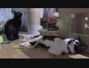 【Jean & Pont 830】保護猫一時預かり子猫と成猫のコントラスト