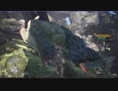 【MHW】プケプケに会う方法【モンハンワールド】