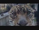 ジャガー急接近（近づきすぎちゃってますやんか）