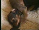 ●40秒ぐらいで子犬に萌える動画●