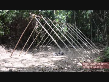 ホモと学ぶ草テントの作り方.Primitive Technology