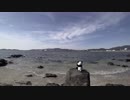 「竹島とサニー号　編」ヤエパン。のヤエ散歩④
