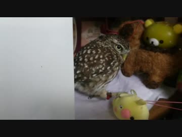 頑固なフクロウ