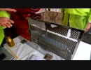 きゅうり栽培実況vol.19　先進技術をいろいろ見て回る編