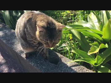 年末の鹿児島にゃんこ2017-2018