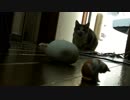 例の猫が・・・