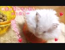 【ハム動画】どうしても眠気に負けてしまうハムスター
