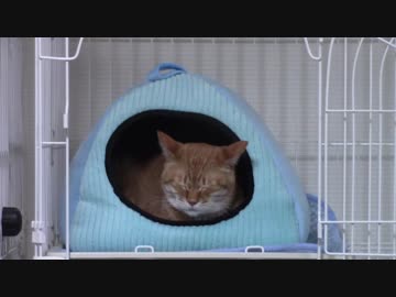 拾いねこ＠生後2024/1991日目　お出迎えー。