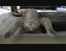 野生を忘れたバンザイ猫