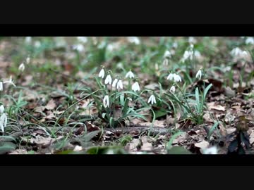 【ニコラップ】Emo【RamBaar】