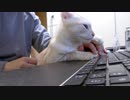 とことん邪魔し（デレ）たい猫
