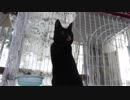 【Jean & Pont 837】保護猫兄弟のプロレスごっこと母の一人遊び