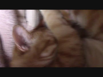 拾いねこ＠生後2025/1992日目　布団を開けるとそこは天国でした。