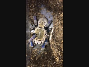 たまにはタランチュラを眺めてみては