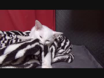 【 子猫 】子猫の全身はバネで出来ている　その38