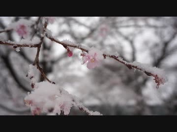 【VLOG】大雪の中、飛鳥山公園まで上板橋からバスで王子駅へ移動し、適当に散歩【Time-Lapse、タイムラプス】