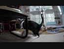 【Jean & Pont 840】保護猫兄弟は運動充分だけどその母は運動不足